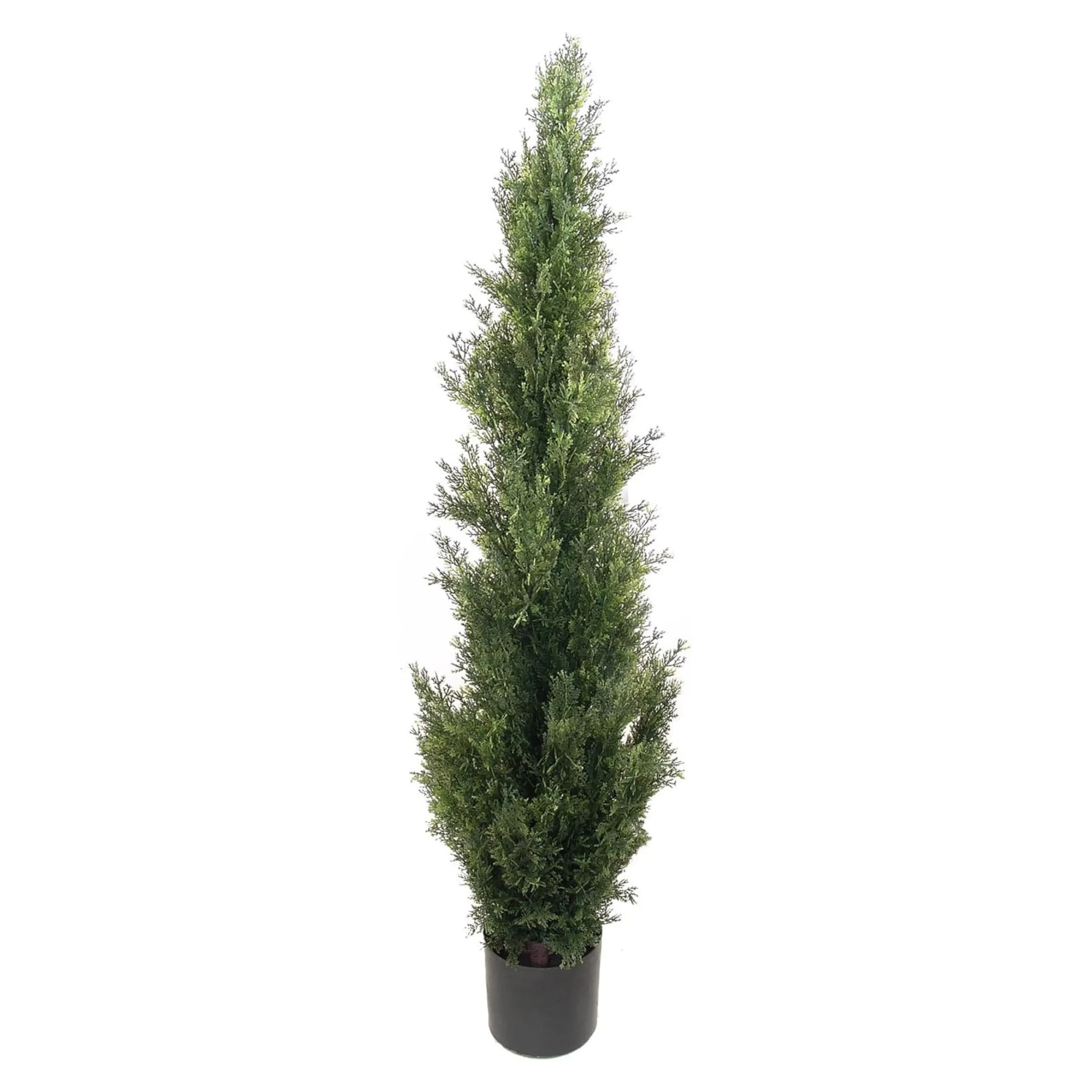 4ft Cedar Tree in Black Pot