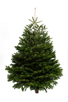 6ft Nordmann Fir